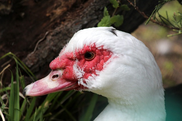 家俱乐部的 家俱乐部的